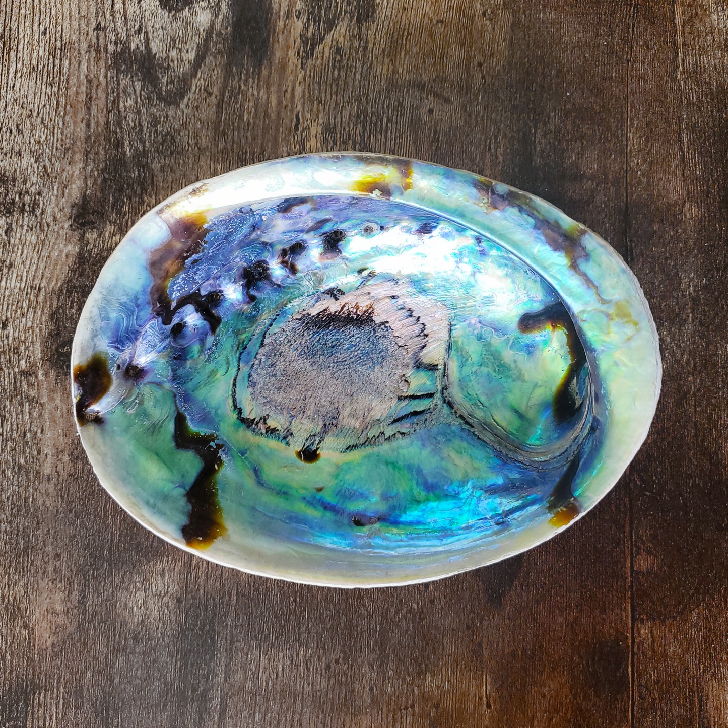 Hand Selected Natural XL Large Abalone Shell 6"-7"